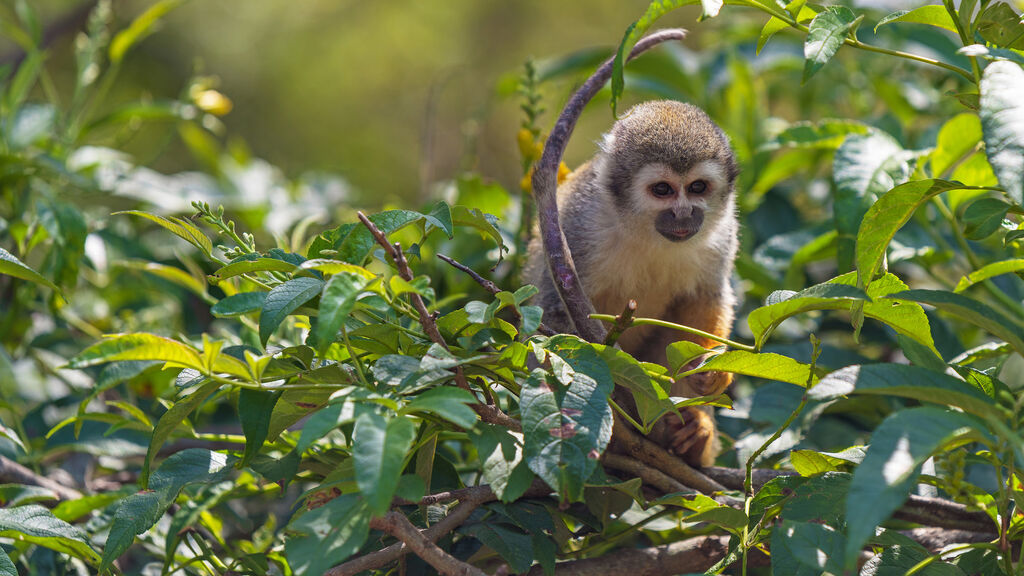 Ekvádor - Amazonie a Galapágy s šamanem - fotografie