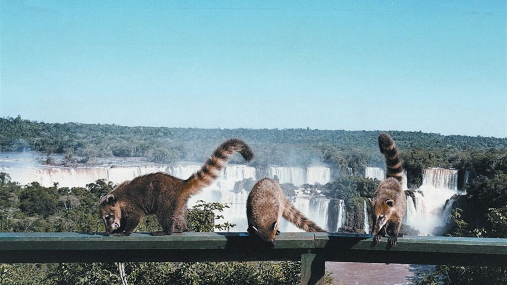 Rio de Janeiro a vodopády Iguaçu s českým průvodcem - fotografie