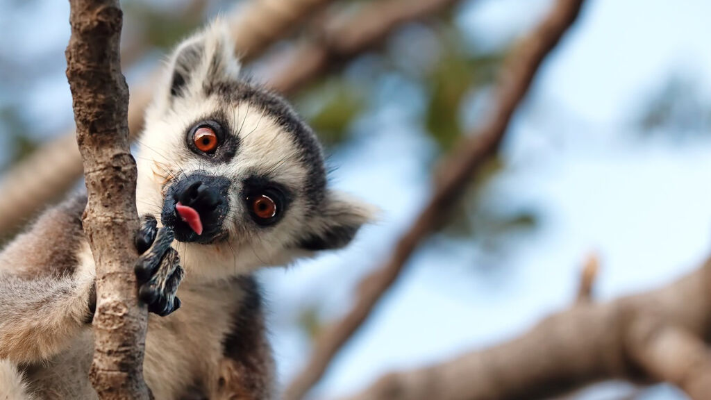Vítejte Na Madagaskaru - fotografie