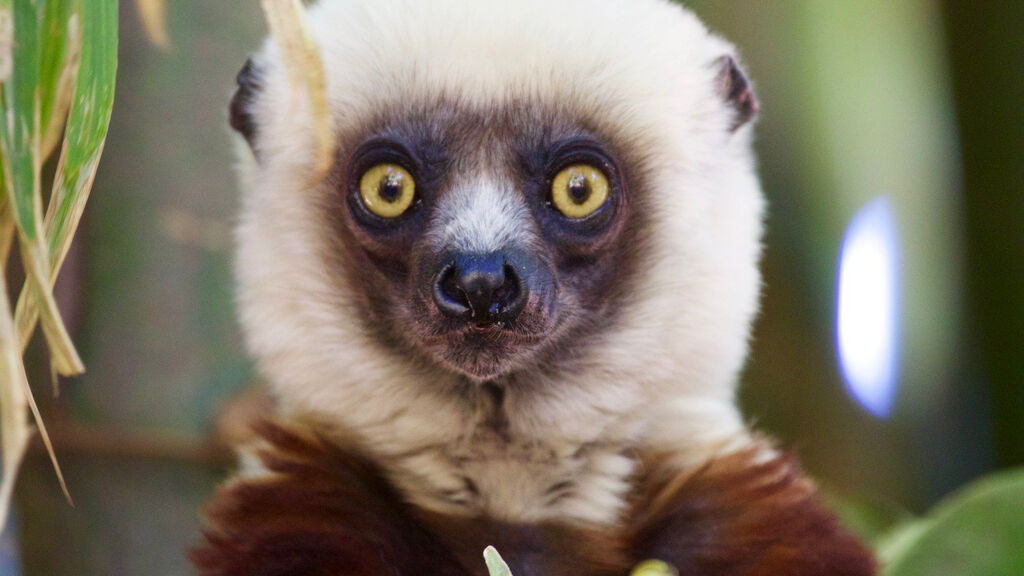 Vítejte Na Madagaskaru - fotografie
