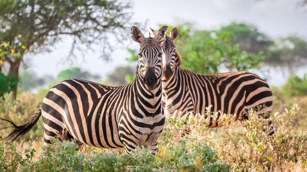 Vzpomínky na Afriku - fotografie