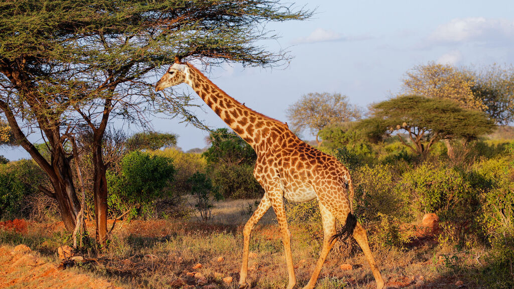 Vzpomínky na Afriku - fotografie