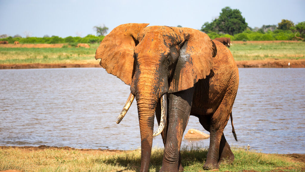 Vzpomínky na Afriku - fotografie