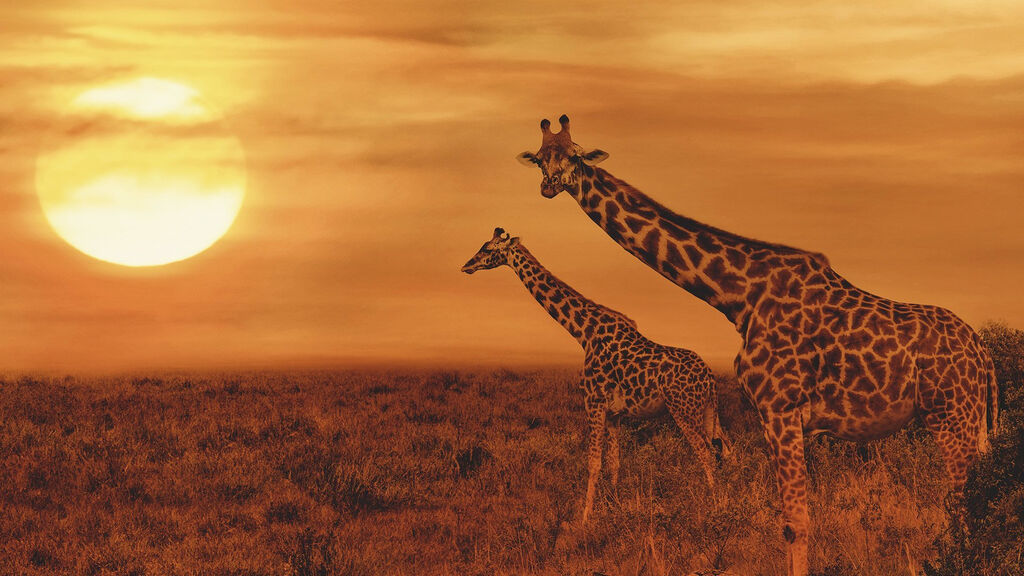 Ze Zanzibaru na safari - fotografie