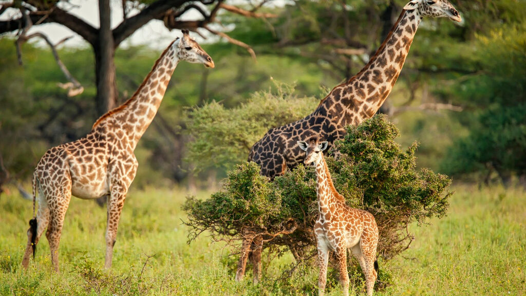 Ze Zanzibaru na safari - fotografie