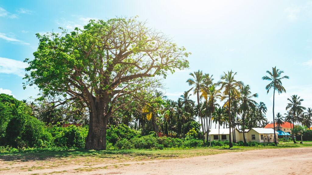 Ze Zanzibaru na safari - fotografie