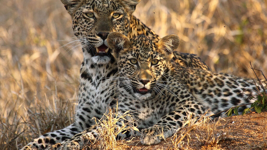 Ze Zanzibaru na safari - fotografie