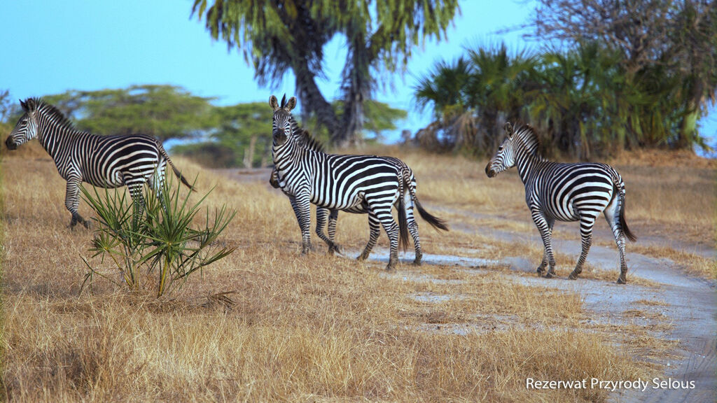 Ze Zanzibaru na safari - fotografie