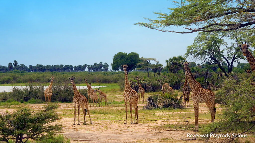 Ze Zanzibaru na safari - fotografie