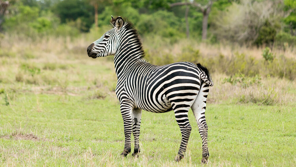 Ze Zanzibaru na safari - fotografie
