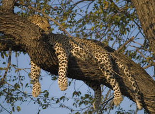 Botswana - ilustrační fotografie